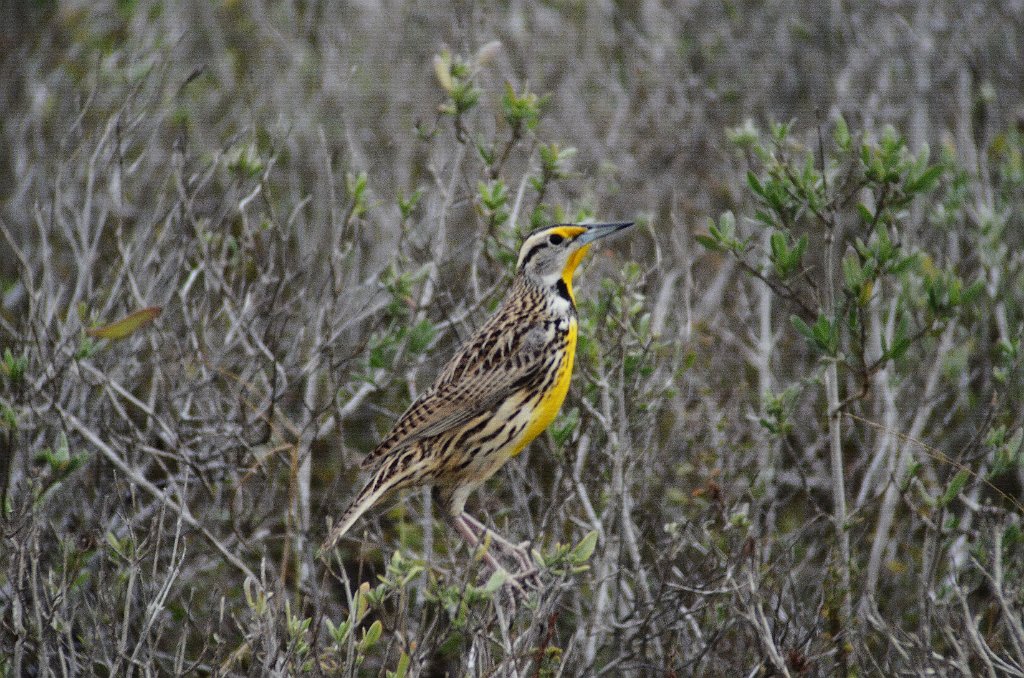 Meadowlark, Eastern, 2012-12313827 Laguna Atascosa NWR, TX.JPG - Eastern Meadowlark. Laguna Atascosa NWR, TX, 12-31-2012